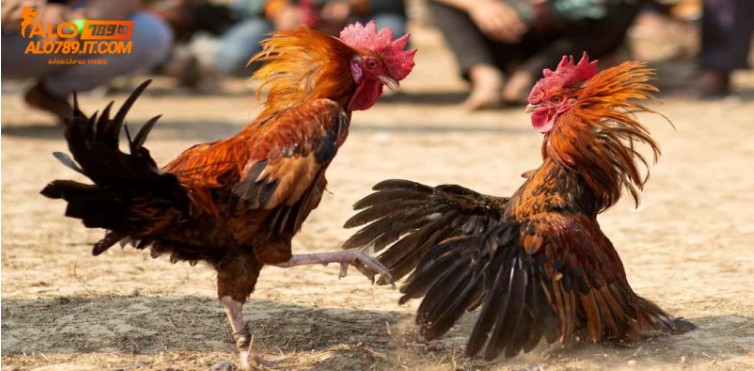 Chọn gà chiến mạnh mẽ, tăng cơ hội chiến thắng